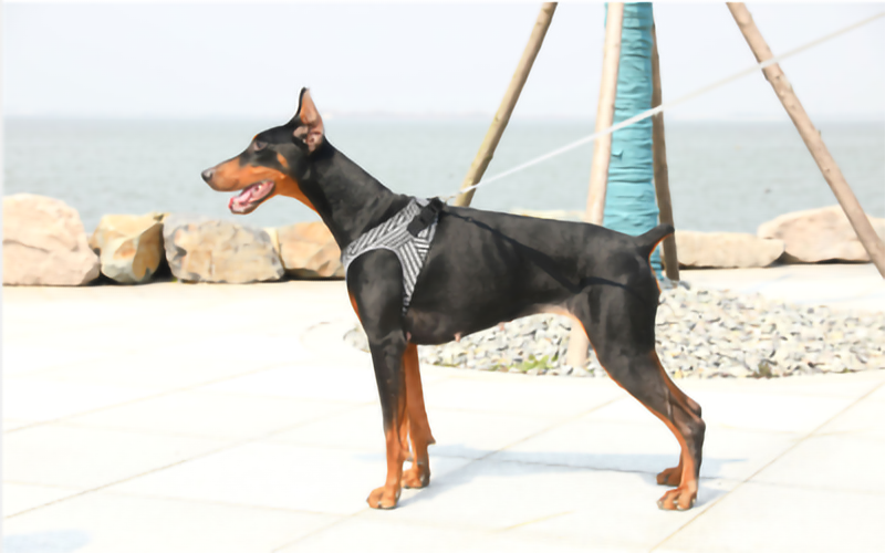 Hangzhou Rena Pet Products Co., Ltd.